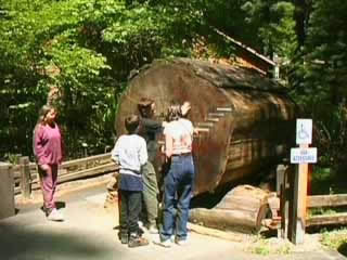 صور Humboldt Redwoods State Park متنزه وطني